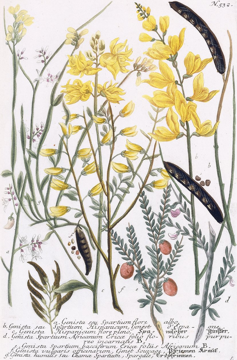 Genista de Georg Dionysius Ehret