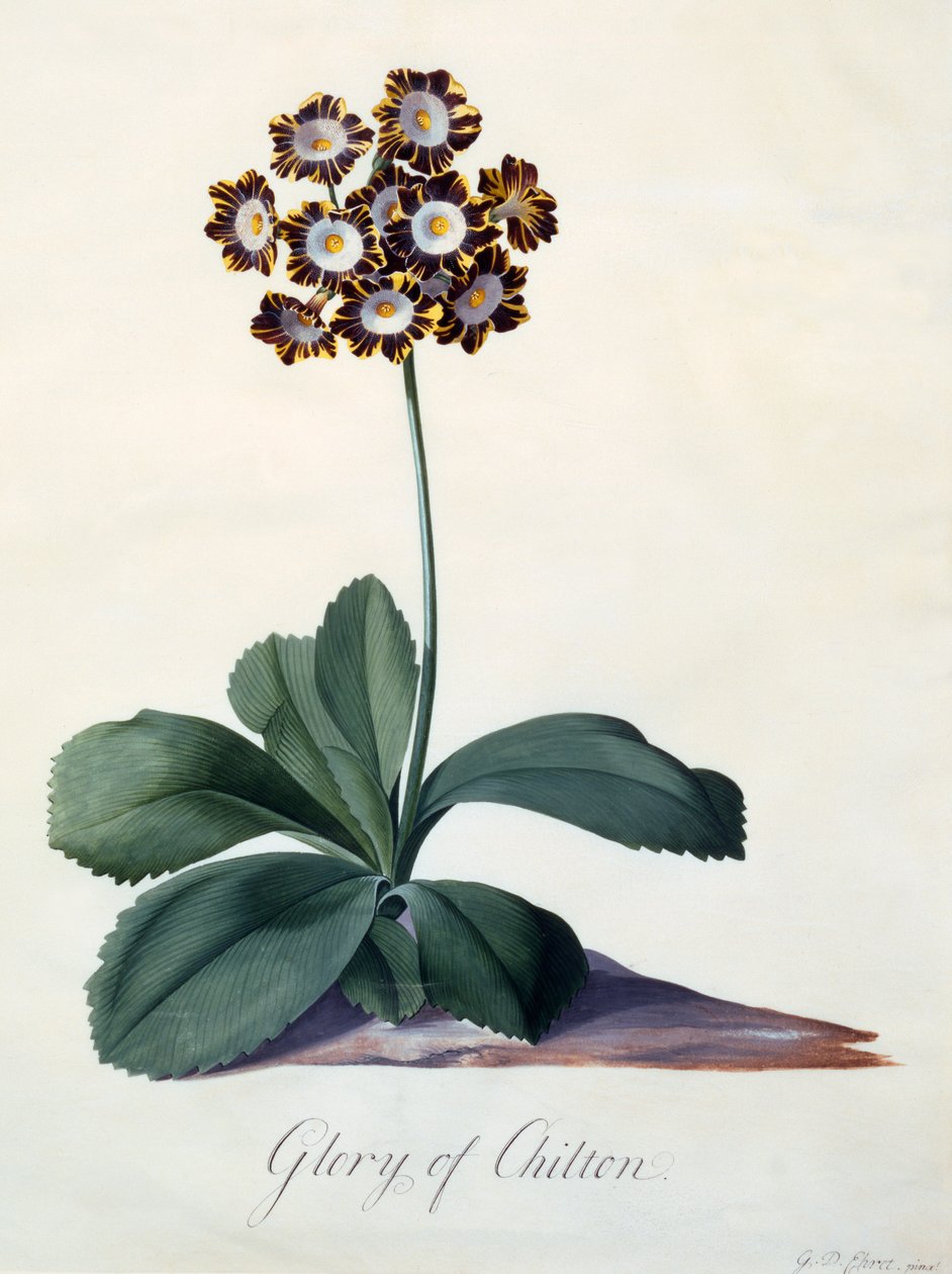 Gloria de Chilton de "Georg Dionysius Ehret