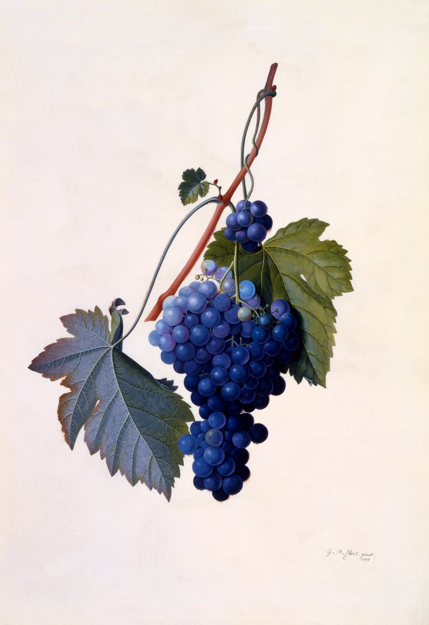 Uvas, c. 1747 de "Georg Dionysius Ehret