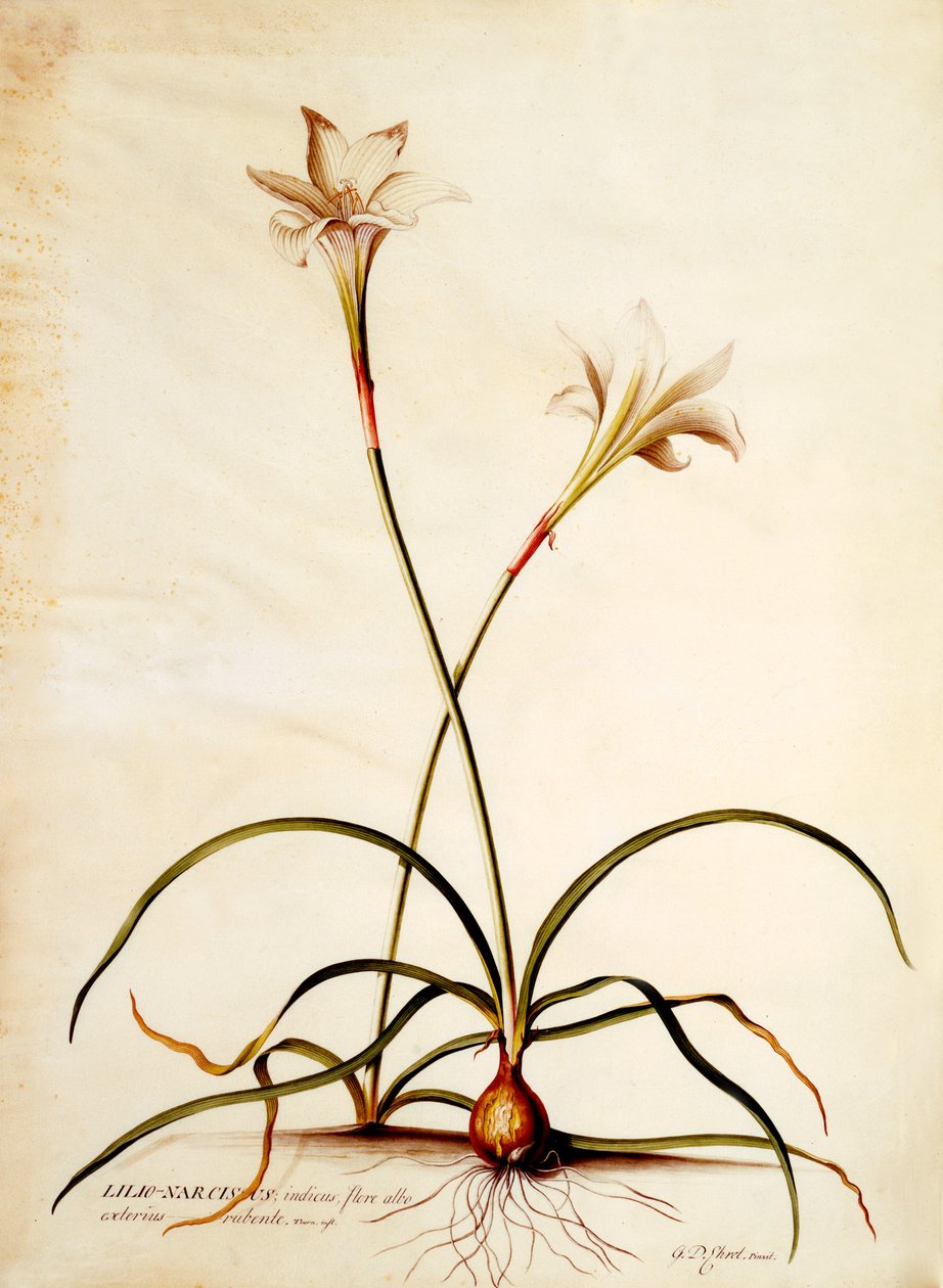 Lilio Narciso, c.1745 de Georg Dionysius Ehret