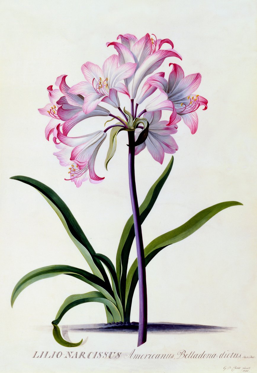 Lilio Narciso, c. 1744 grabado coloreado a mano de "Georg Dionysius Ehret