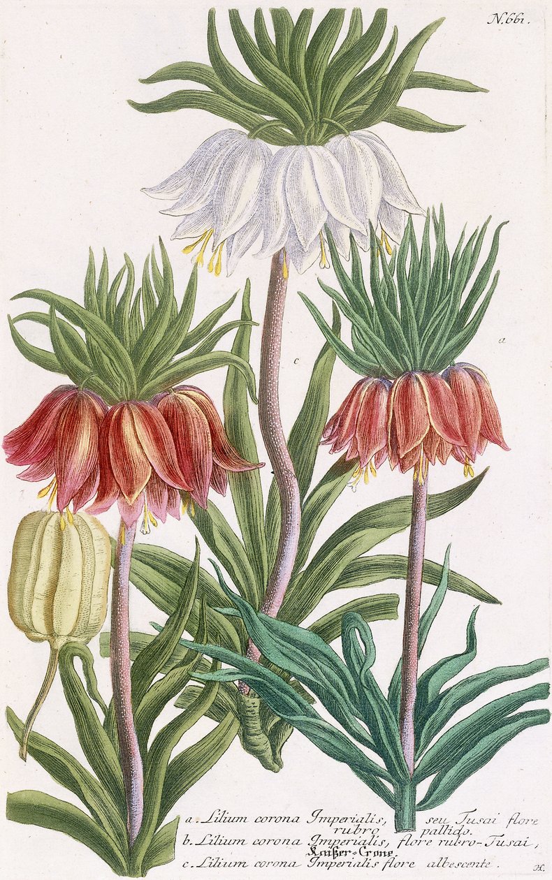 Lilium corona Imperialis de Georg Dionysius Ehret