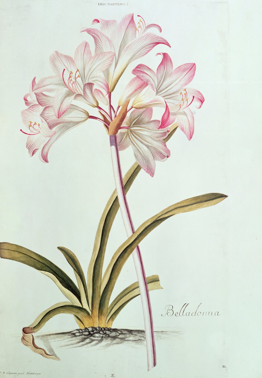 Lirio: Lilium belladonna, (pl.12) de Trew