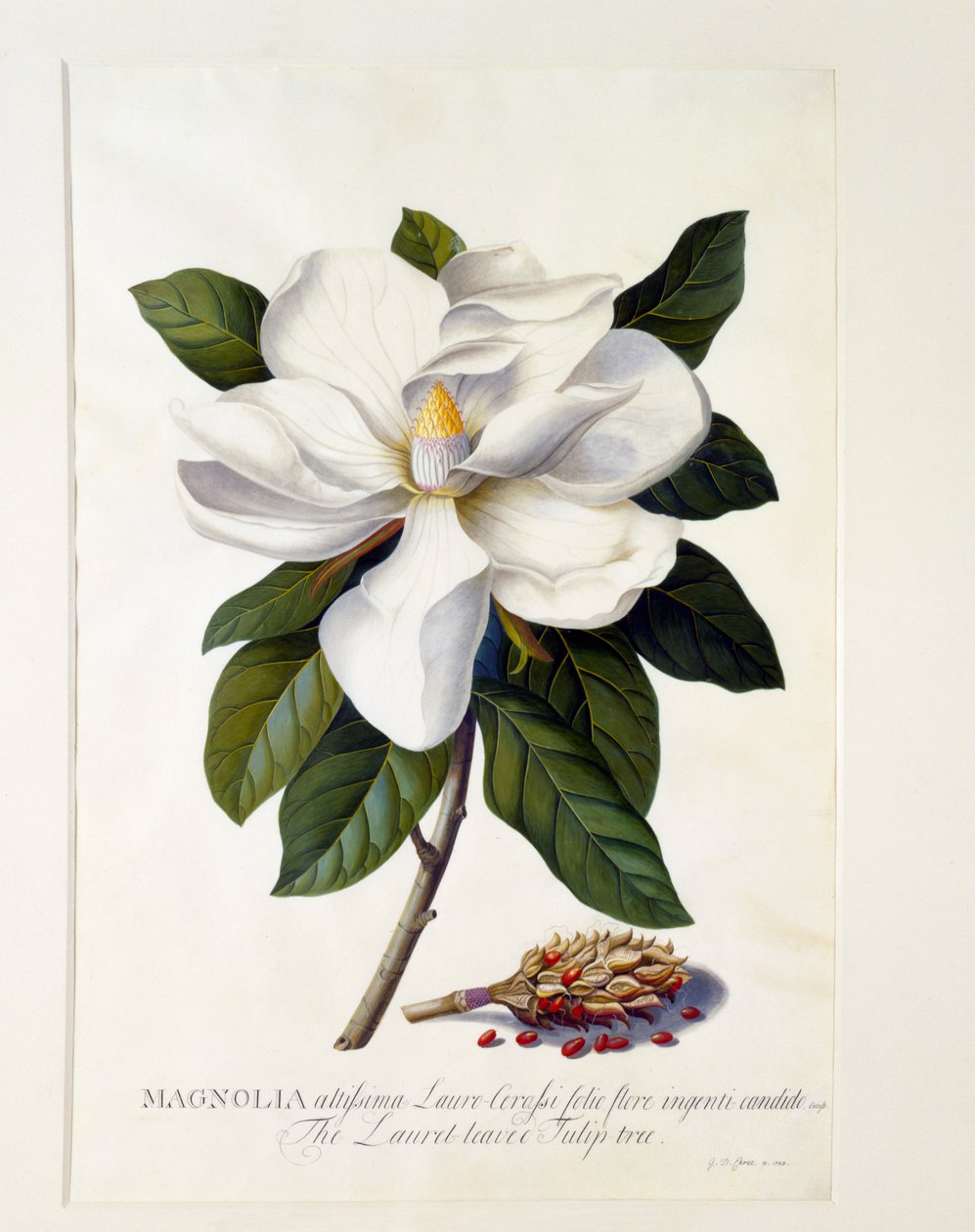 Magnolia Grandiflora, c. 1743 grabado coloreado a mano de "Georg Dionysius Ehret