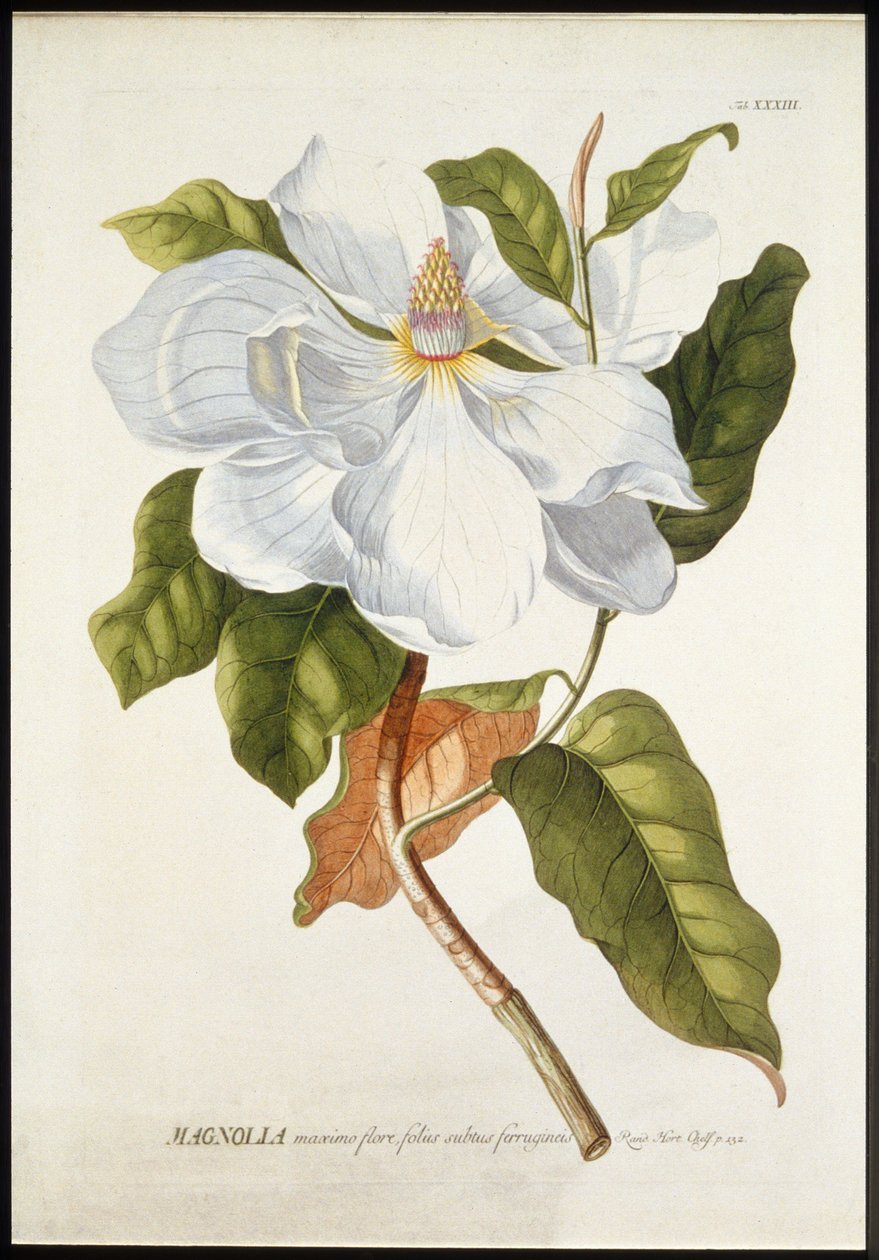 Magnolia Maxime Flore de Georg Dionysius Ehret