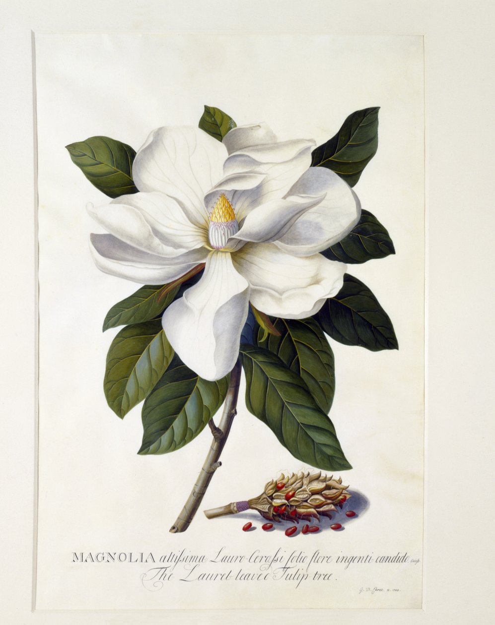 Magnolia grandiflora, c.1743 de Georg Dionysius Ehret