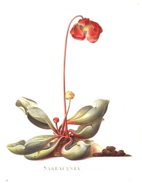 Sarracenia purpurea (planta jarra) 1764 de Georg Dionysius Ehret