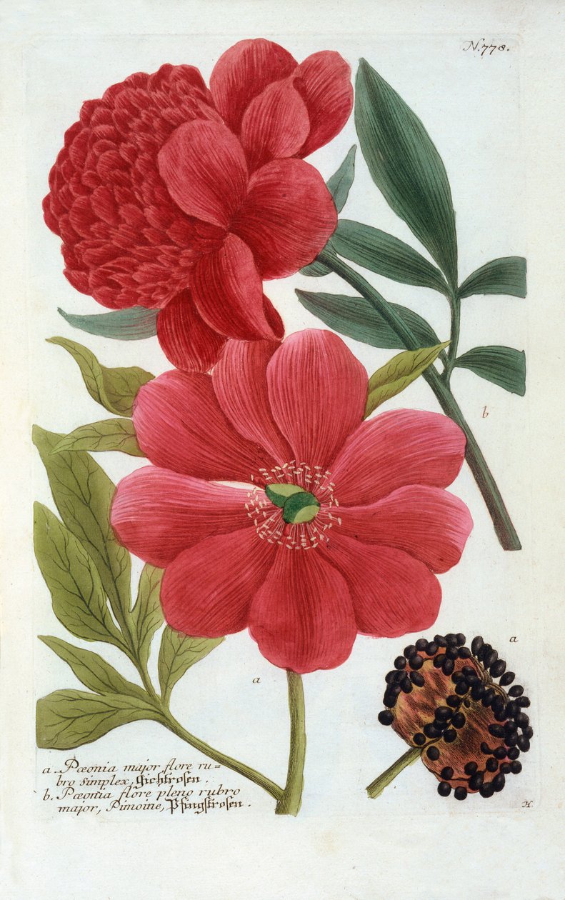 Paeonia, grabado coloreado a mano de "Georg Dionysius Ehret