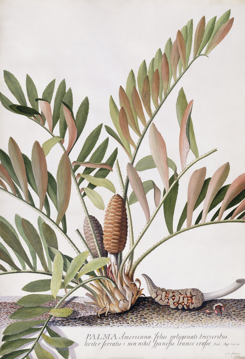 Palma Americana de Georg Dionysius Ehret