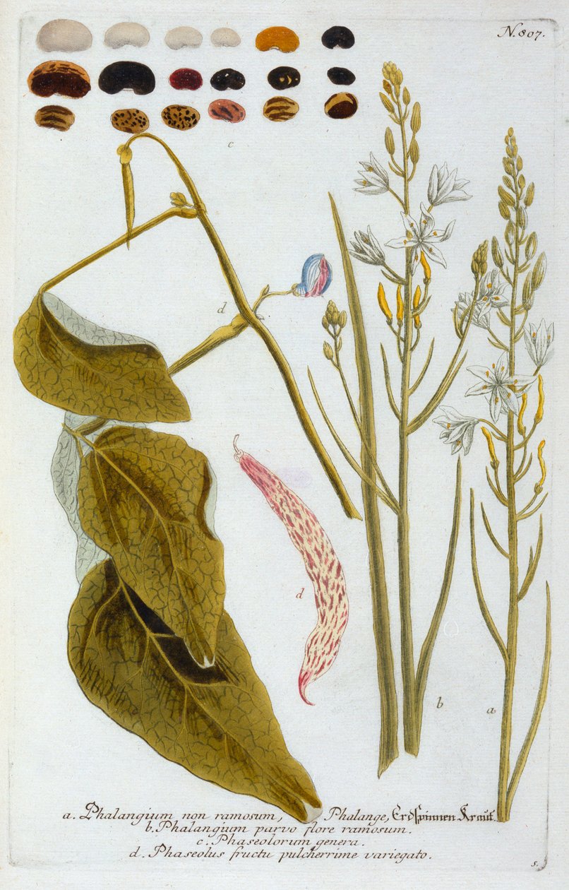 Phalangium, 1737 grabado coloreado a mano de "Georg Dionysius Ehret