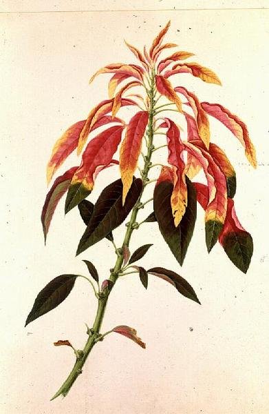Pieris de Georg Dionysius Ehret