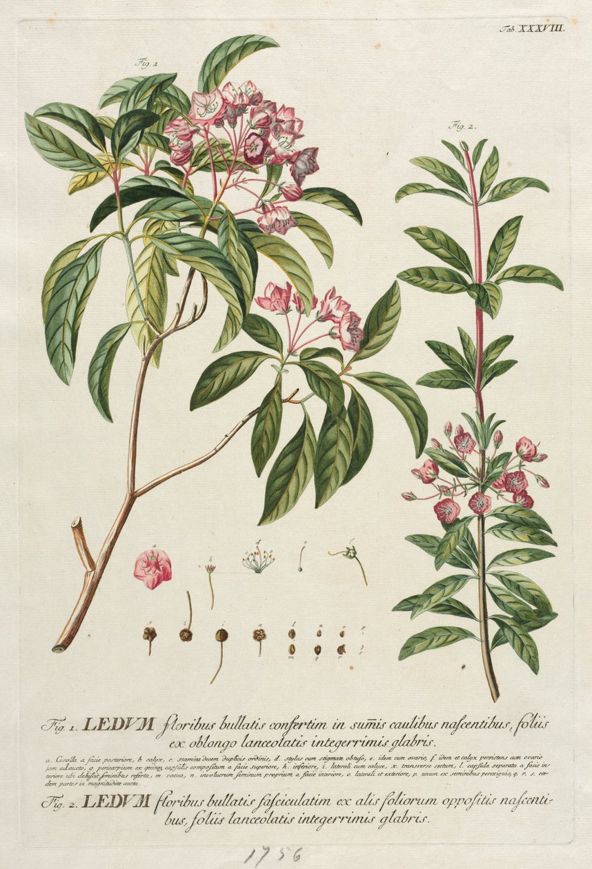 Plantae Selectae: No. 38 de Georg Dionysius Ehret