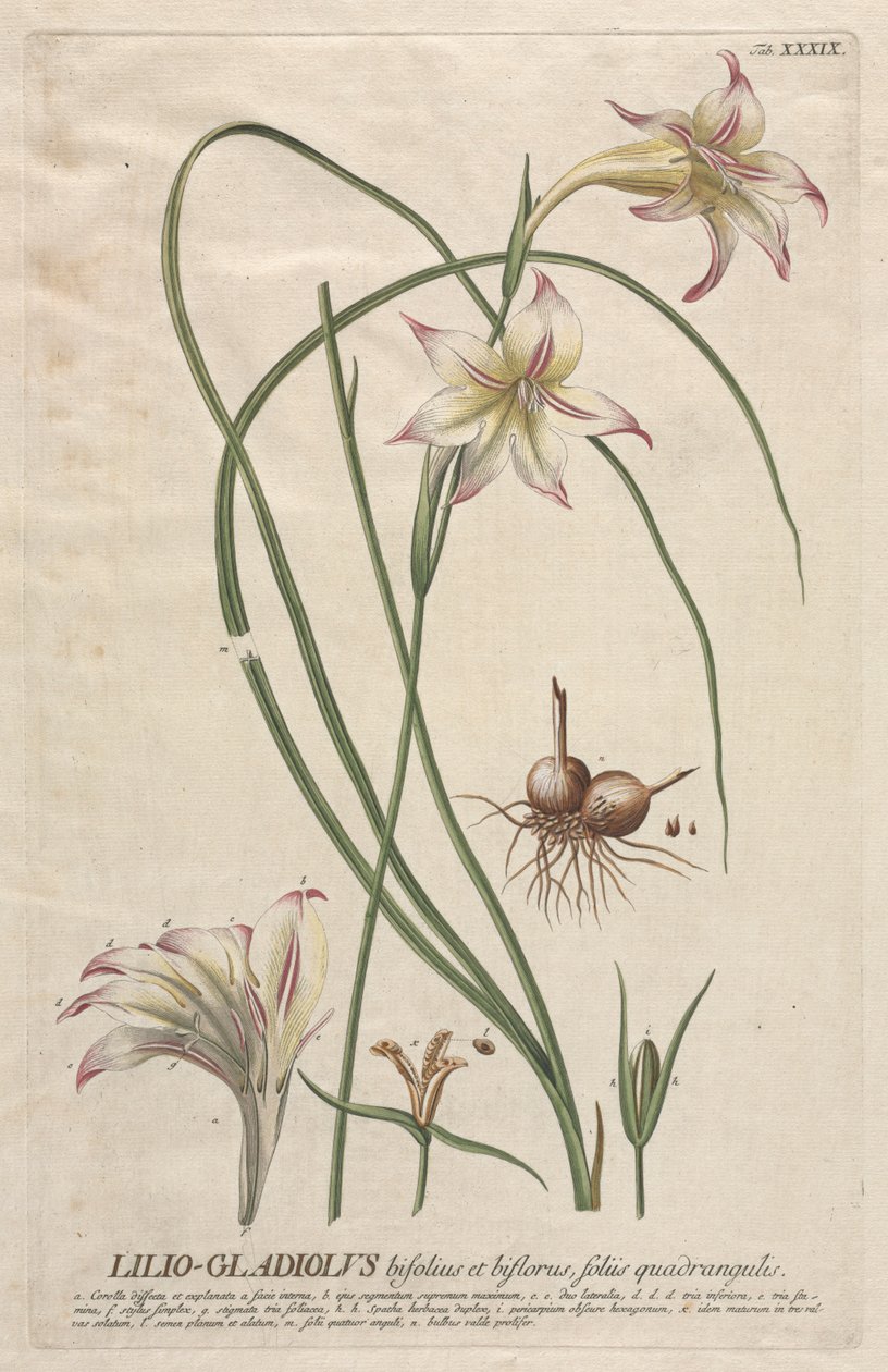 Plantae Selectae: No. 39 - Lilio-Gladiolus de Georg Dionysius Ehret