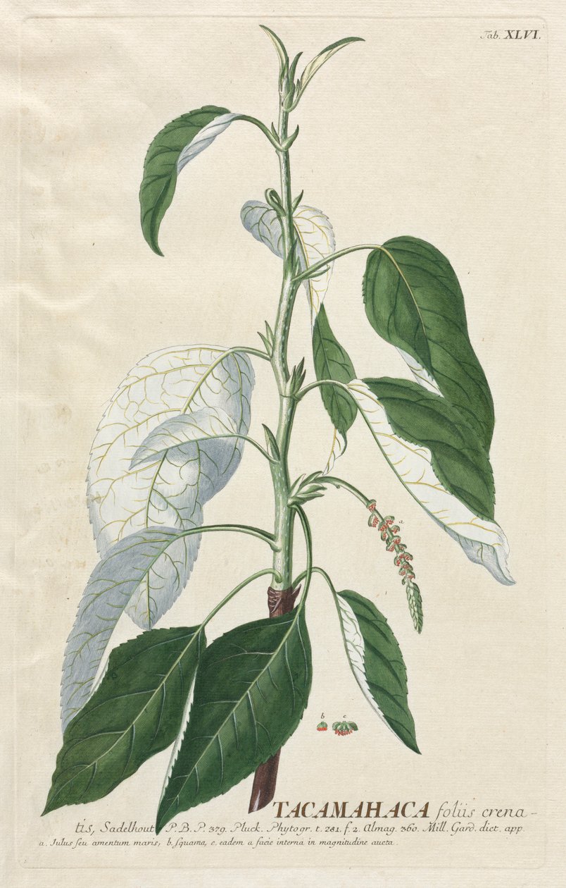 Plantae Selectae: No. 46 - Tacamahaca de Georg Dionysius Ehret
