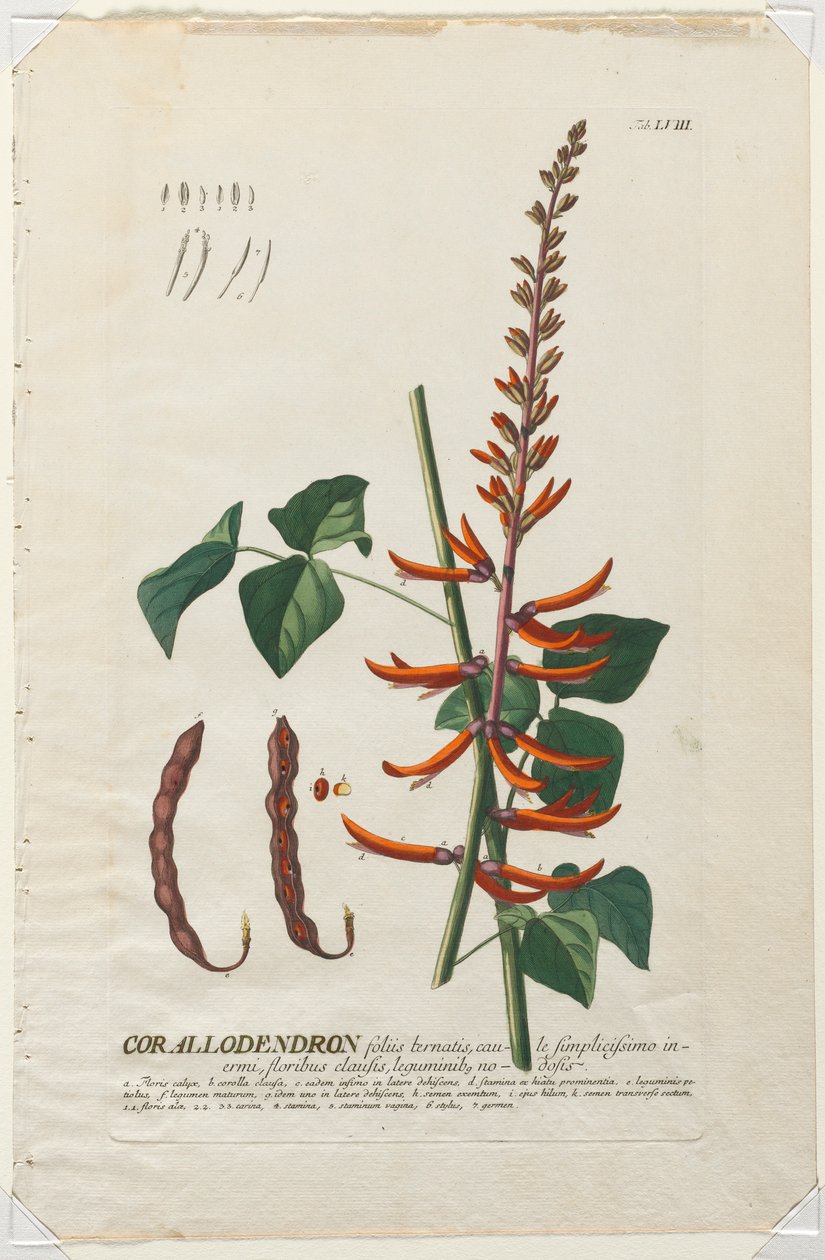 Plantae Selectae: No. 58 - Corallodendron de Georg Dionysius Ehret