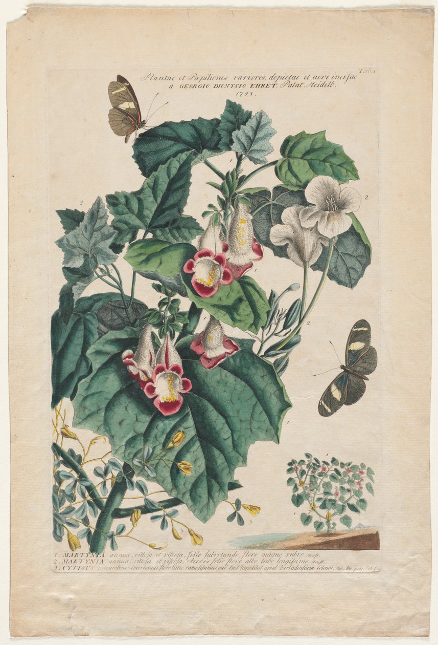 Plantae et Papiliones rariores: Martynia de Georg Dionysius Ehret