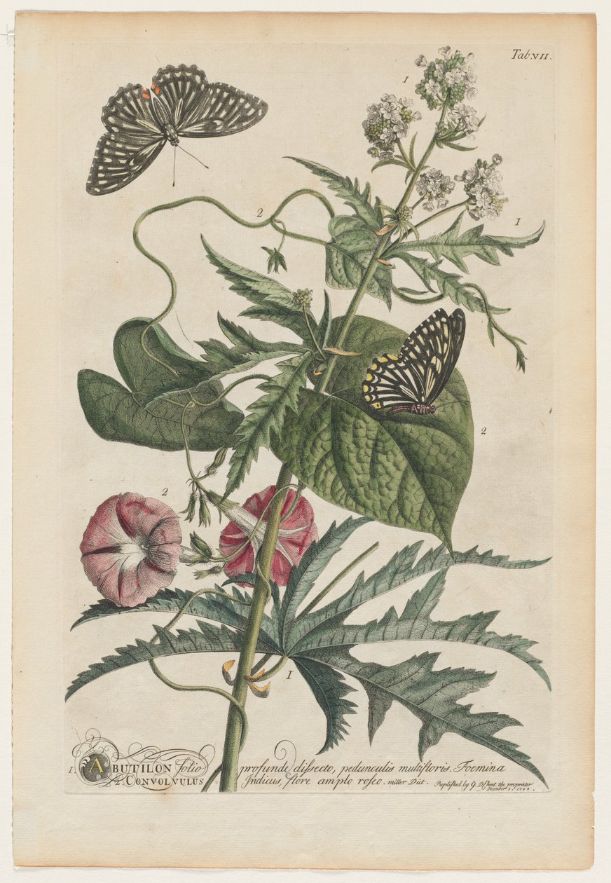 Plantae et papiliones rariores: No. 7 de Georg Dionysius Ehret