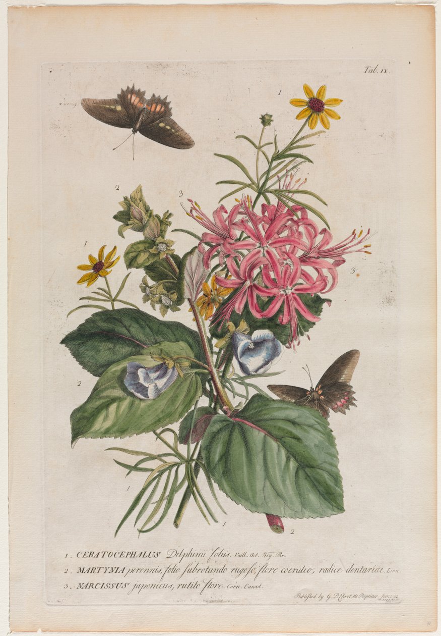 Plantae et papiliones rariores: No. 9 de Georg Dionysius Ehret