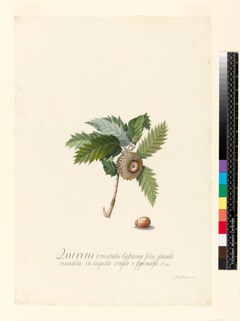 Quercus Orientalis, 1742 de Georg Dionysius Ehret
