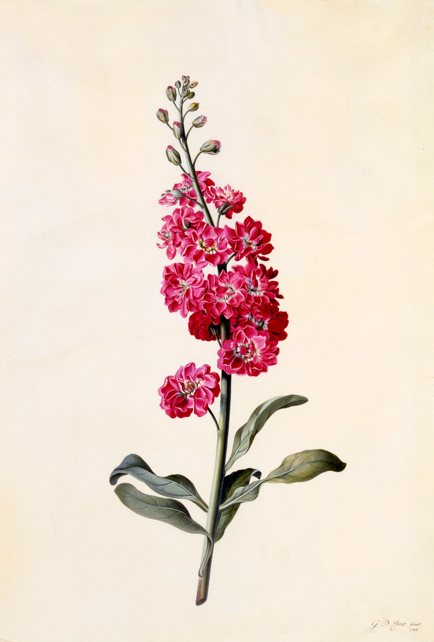 Stock Matthiola Incana, c. 1746 de "Georg Dionysius Ehret
