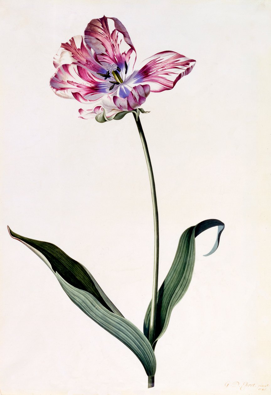 Tulipán, c. 1745 grabado coloreado a mano de "Georg Dionysius Ehret