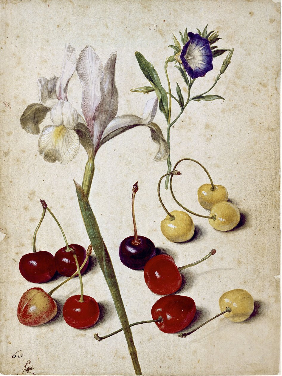 Iris español, gloria de la mañana y cerezas de Georg Flegel