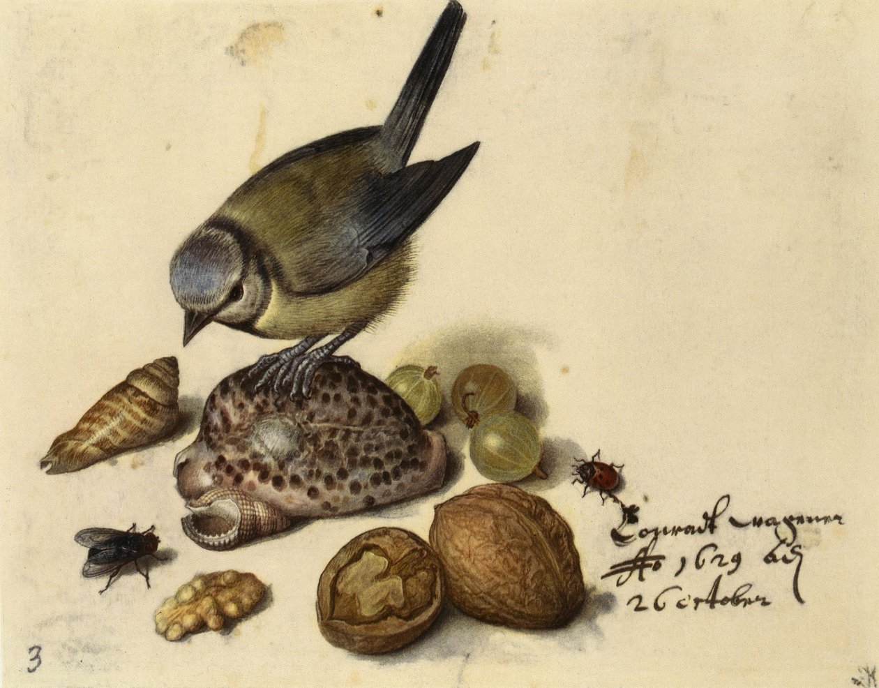 Naturaleza muerta con herrerillo, conchas, frutas e insectos, 1629 de Georg Flegel
