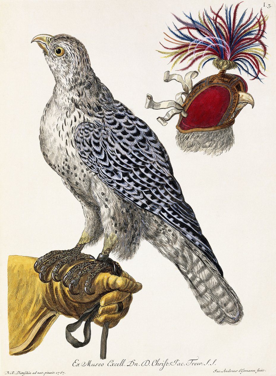 Cetrería, Placa 3, de "Deliciae Naturae Selectae", 1771 de Georg Wolfgang Knorr