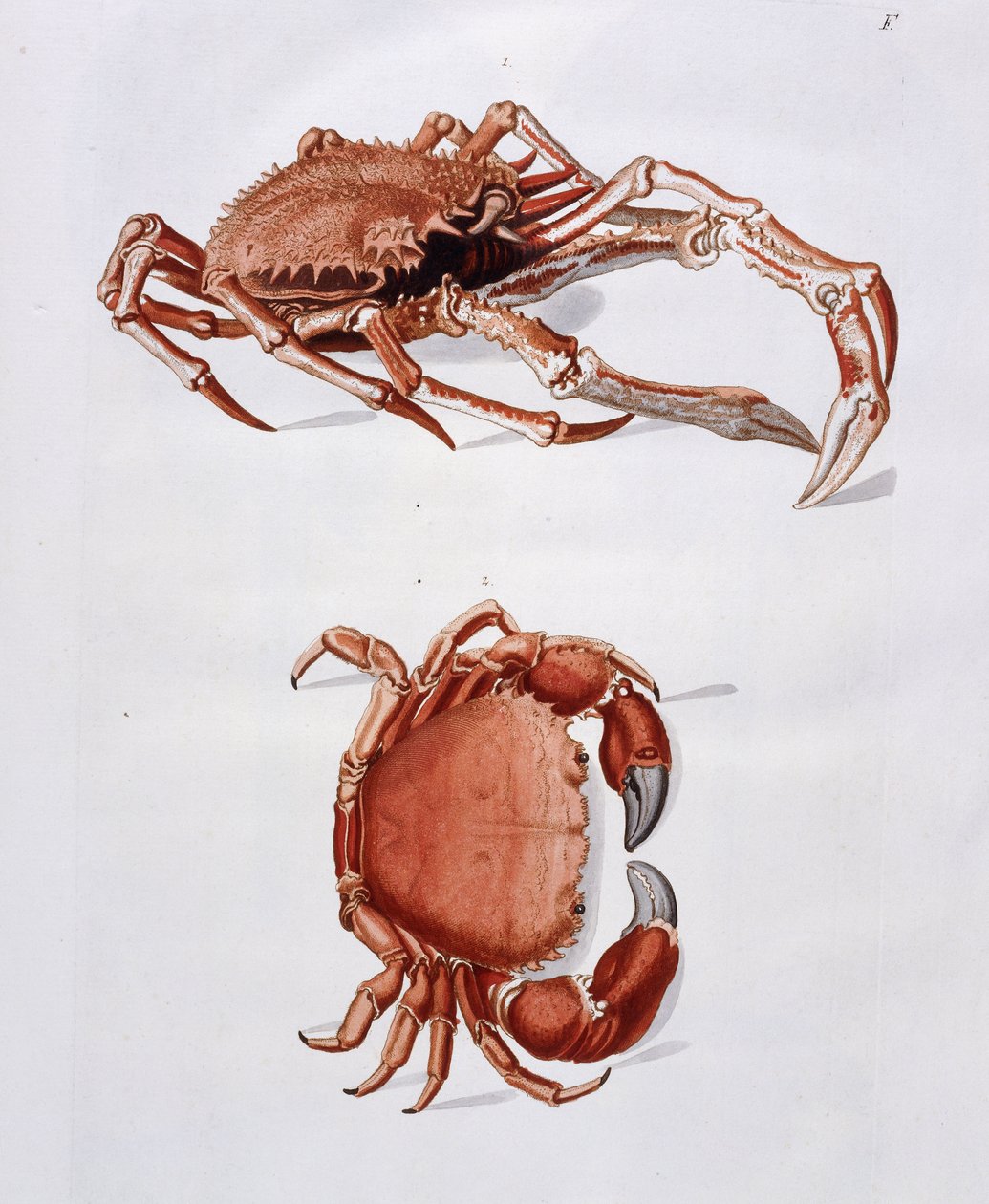 Ilustración de langosta y cangrejo de Georg Wolfgang Knorr
