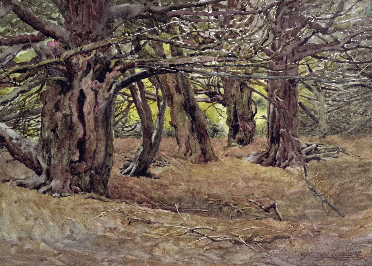 Tejos en el Viejo Bosque de Tejos, Propiedad del Conde de Radnor, cerca de Salisbury de George Carline