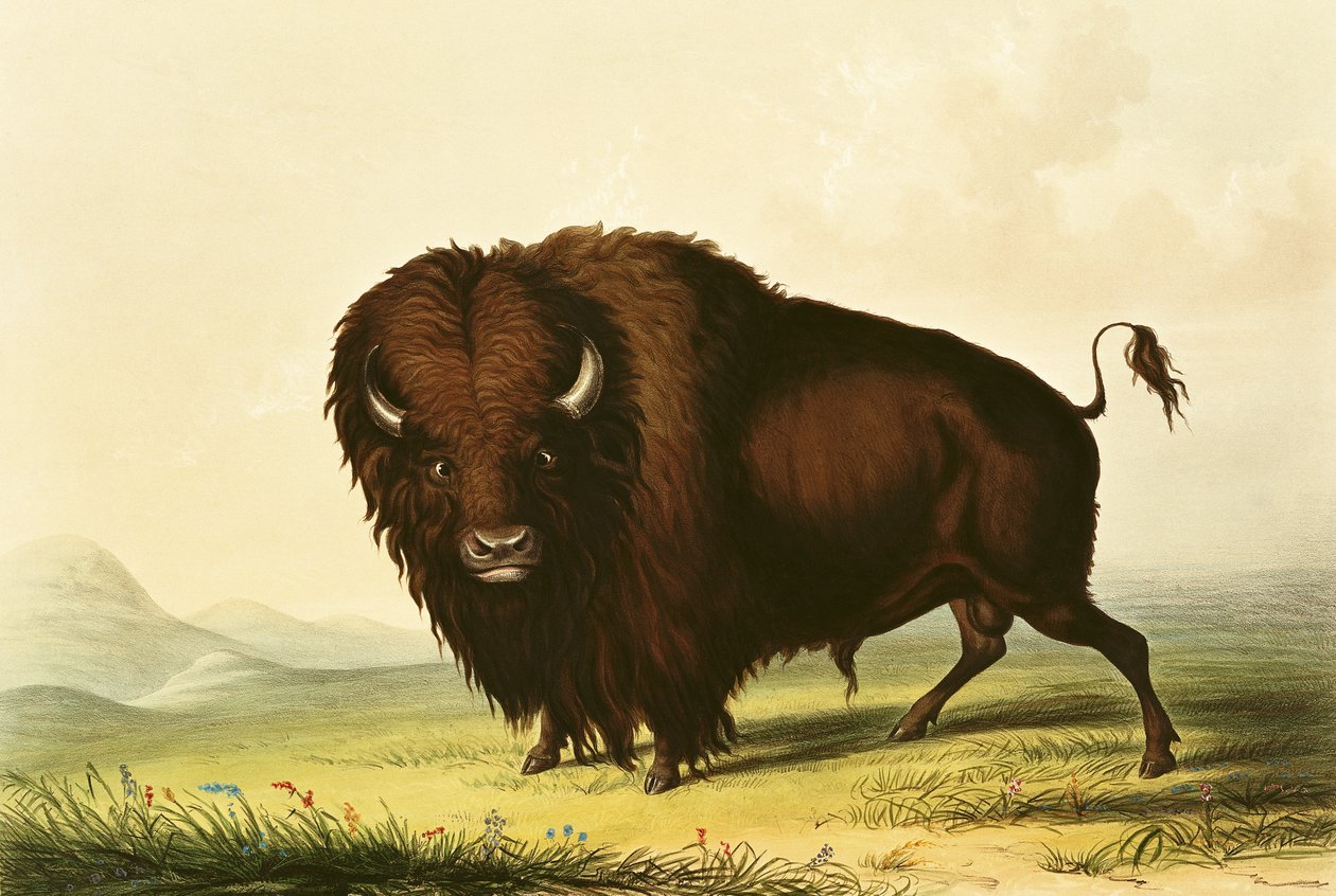 Un bisonte, c.1832 de George Catlin
