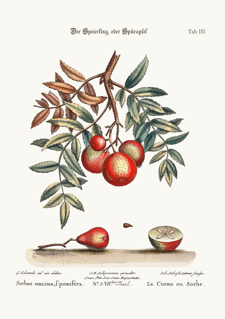 El Servicio de Manzanas, 1749-73 de George Edwards