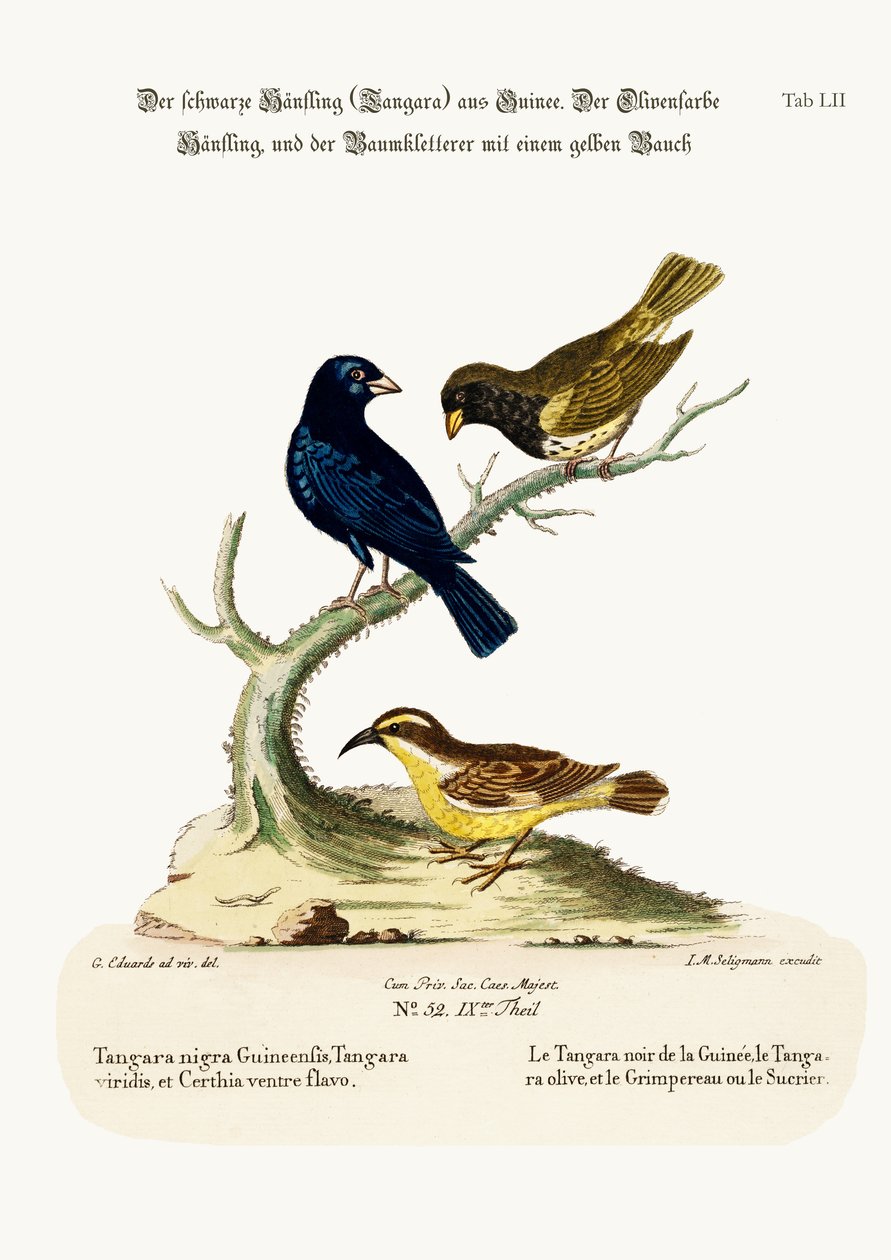 El jilguero negro, el jilguero de color oliva y el trepador de vientre amarillo, 1749-73 de George Edwards