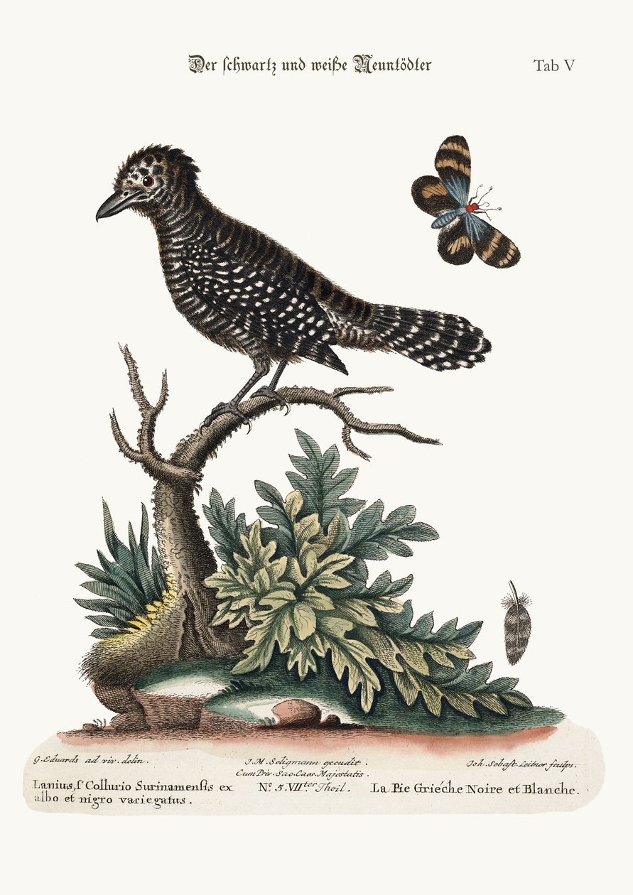 El Pájaro Carnicero Blanco y Negro, 1749-73 de George Edwards
