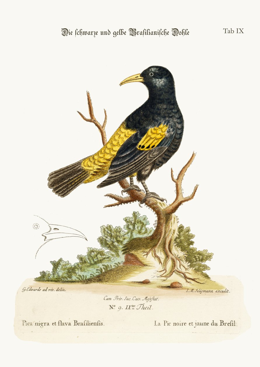 El grajo negro y amarillo de Brasil, 1749-73 de George Edwards