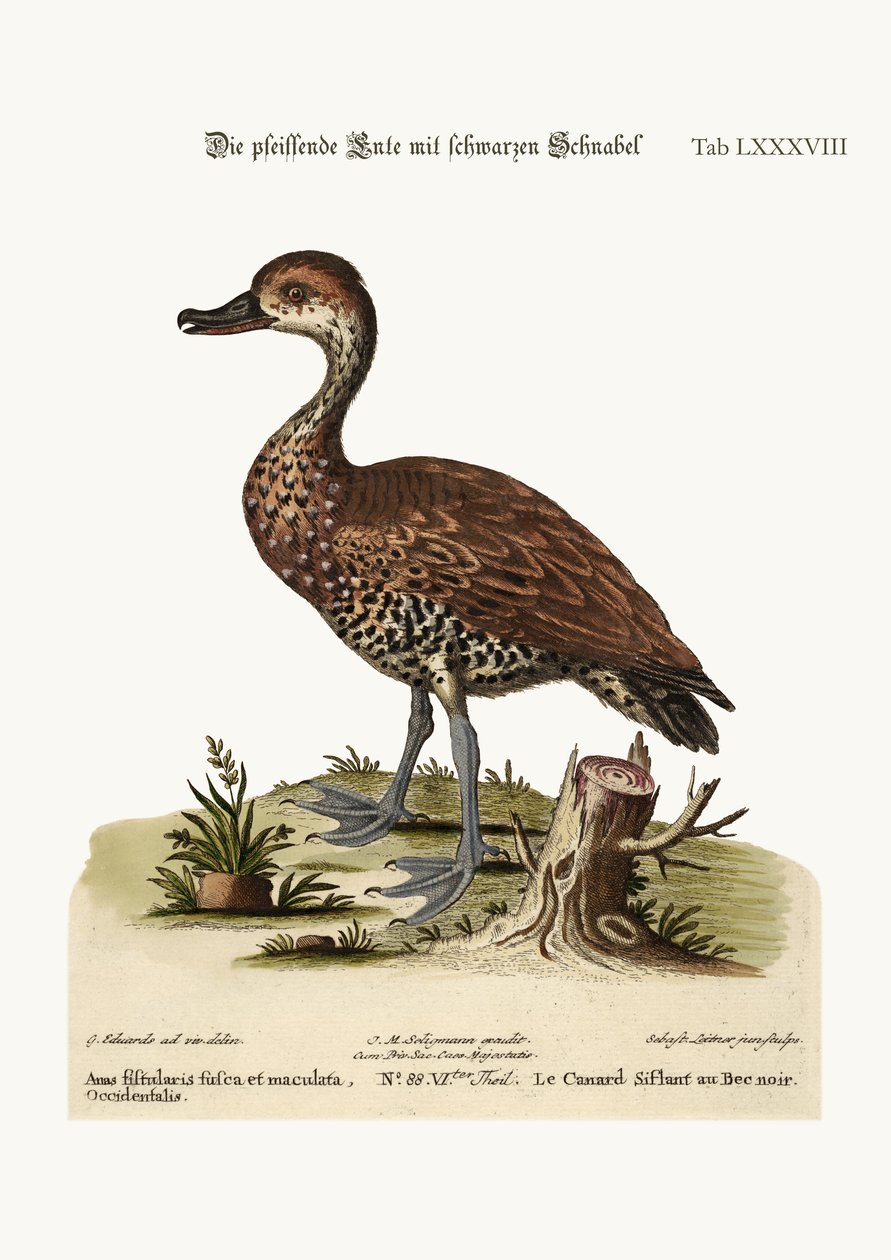 El Pato Silbador de Pico Negro, 1749-73 de George Edwards