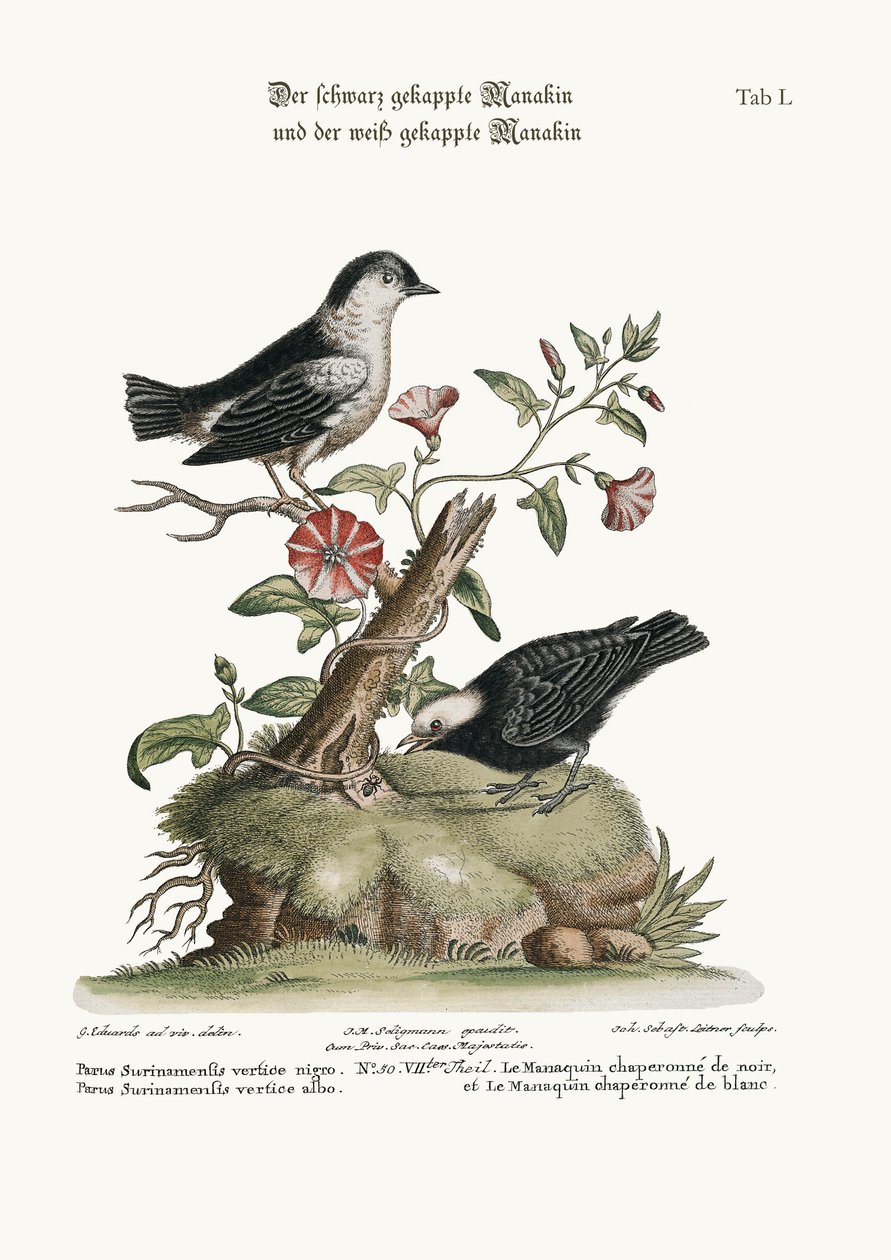 El Manakin de gorra negra y el Manakin de gorra blanca, 1749-73 de George Edwards