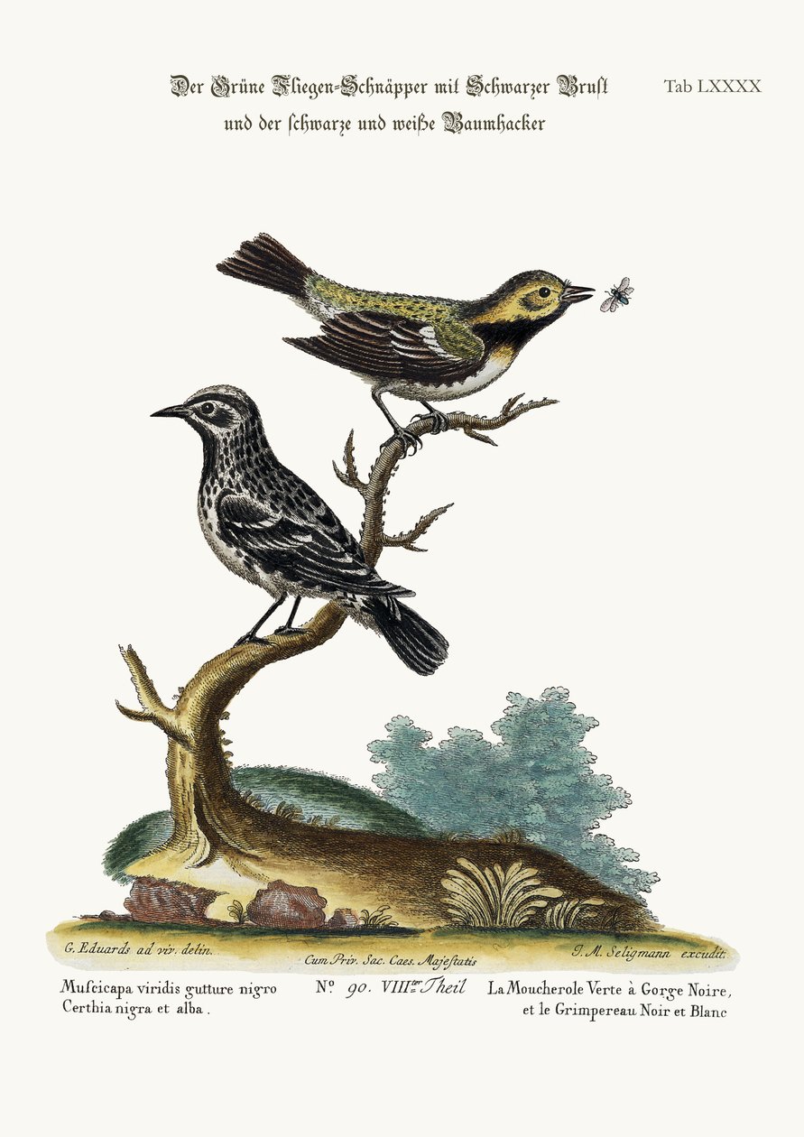 El Mosquero Verde de Garganta Negra y el Trepador Blanco y Negro, 1749-73 de George Edwards