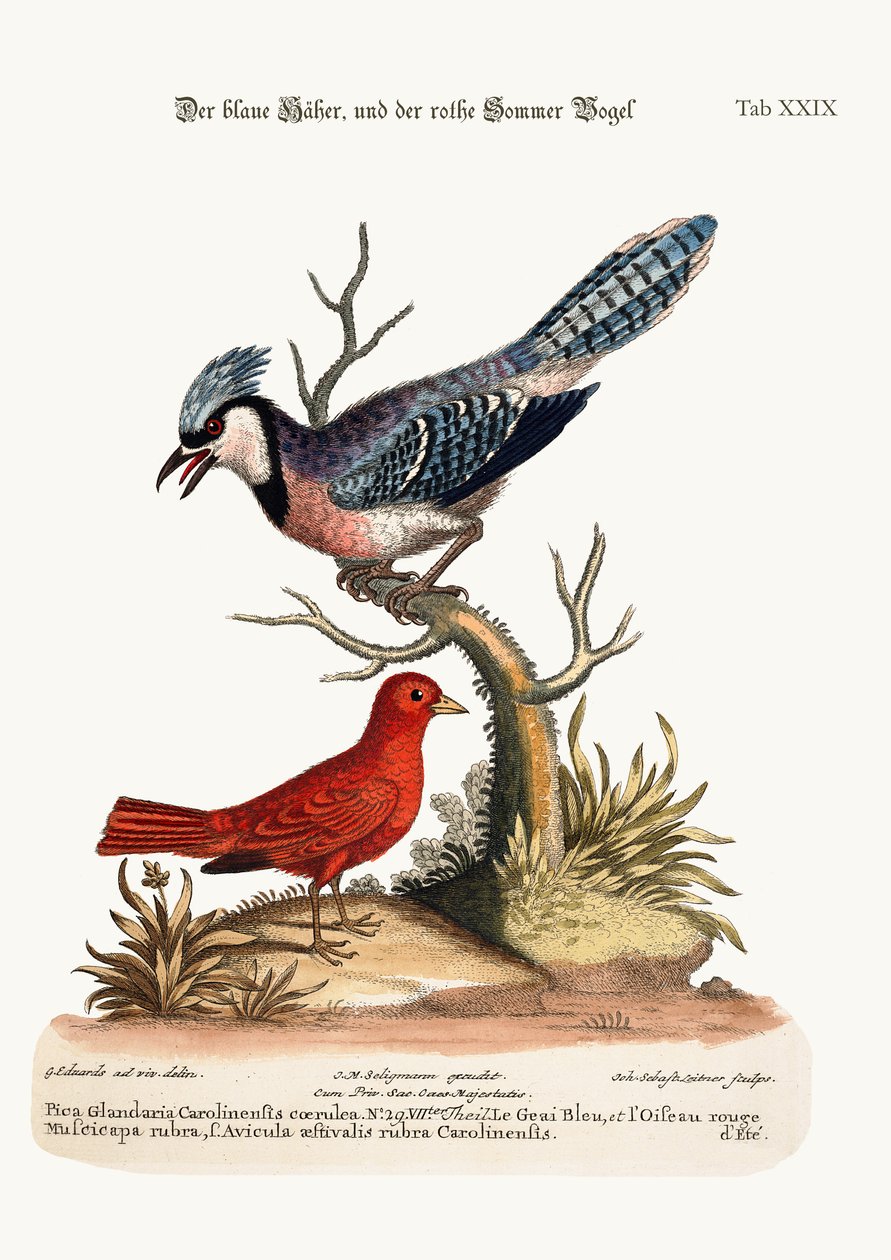 El arrendajo azul y el pájaro rojo de verano de George Edwards