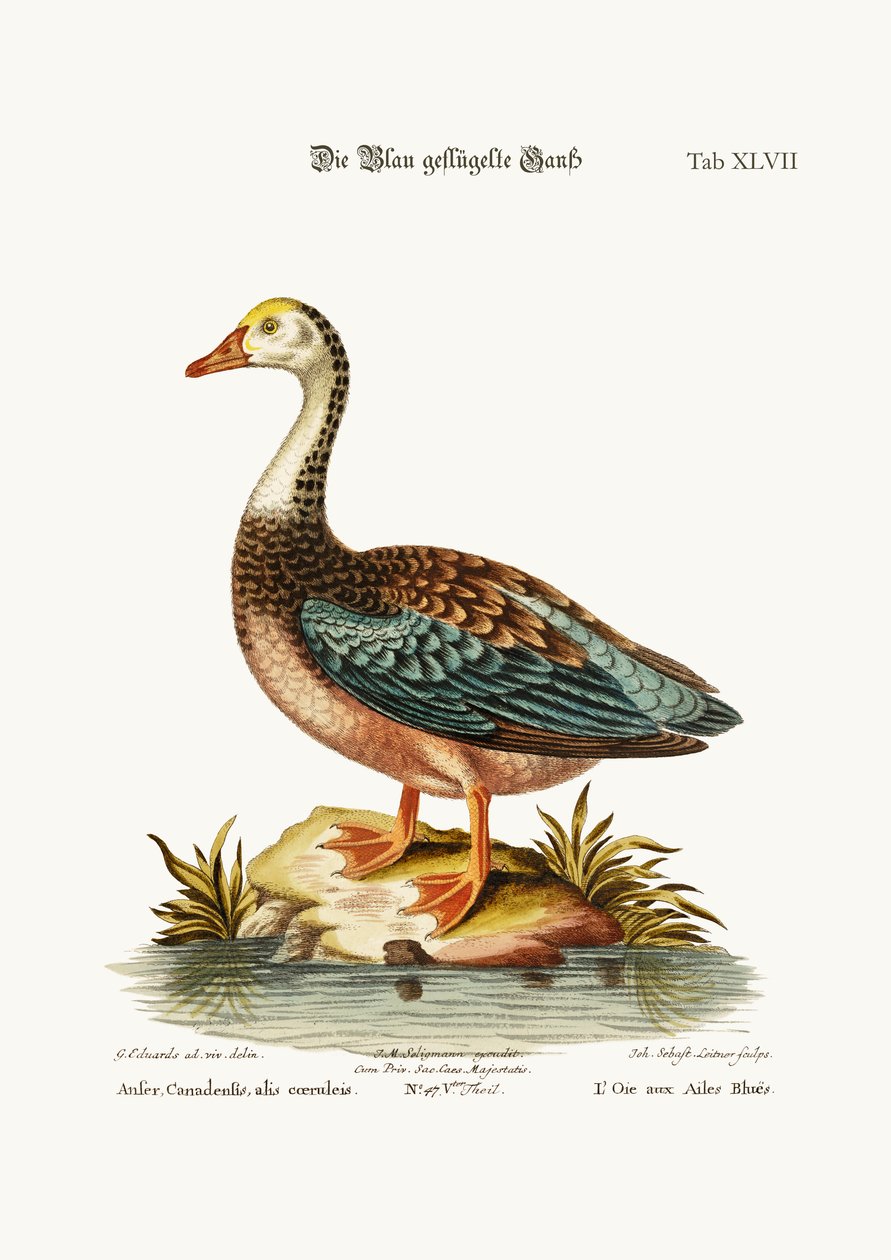 El Ganso de Alas Azules, 1749-73 de George Edwards