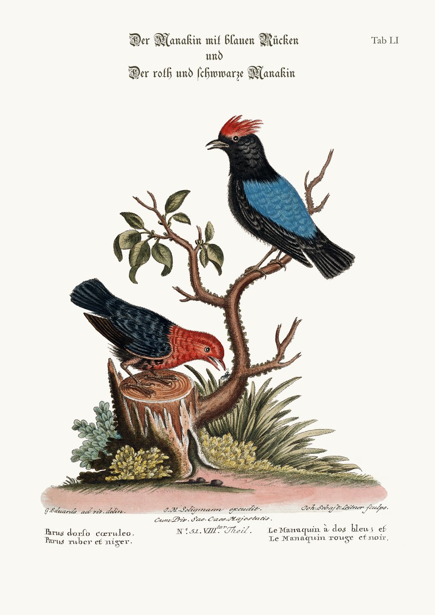 El saltarín de espalda azul y el saltarín rojo y negro, 1749-73 de George Edwards