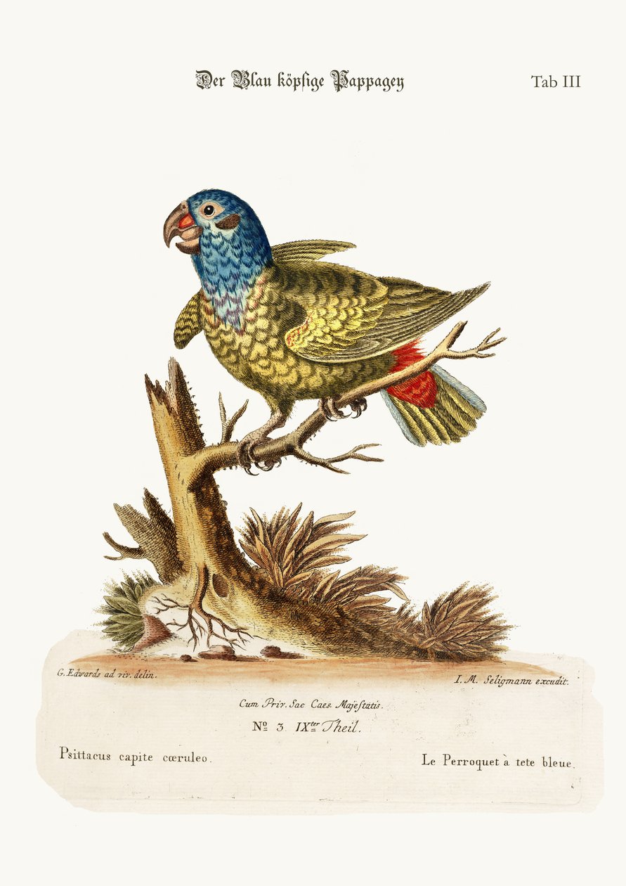 El loro de cabeza azul, 1749-73 de George Edwards