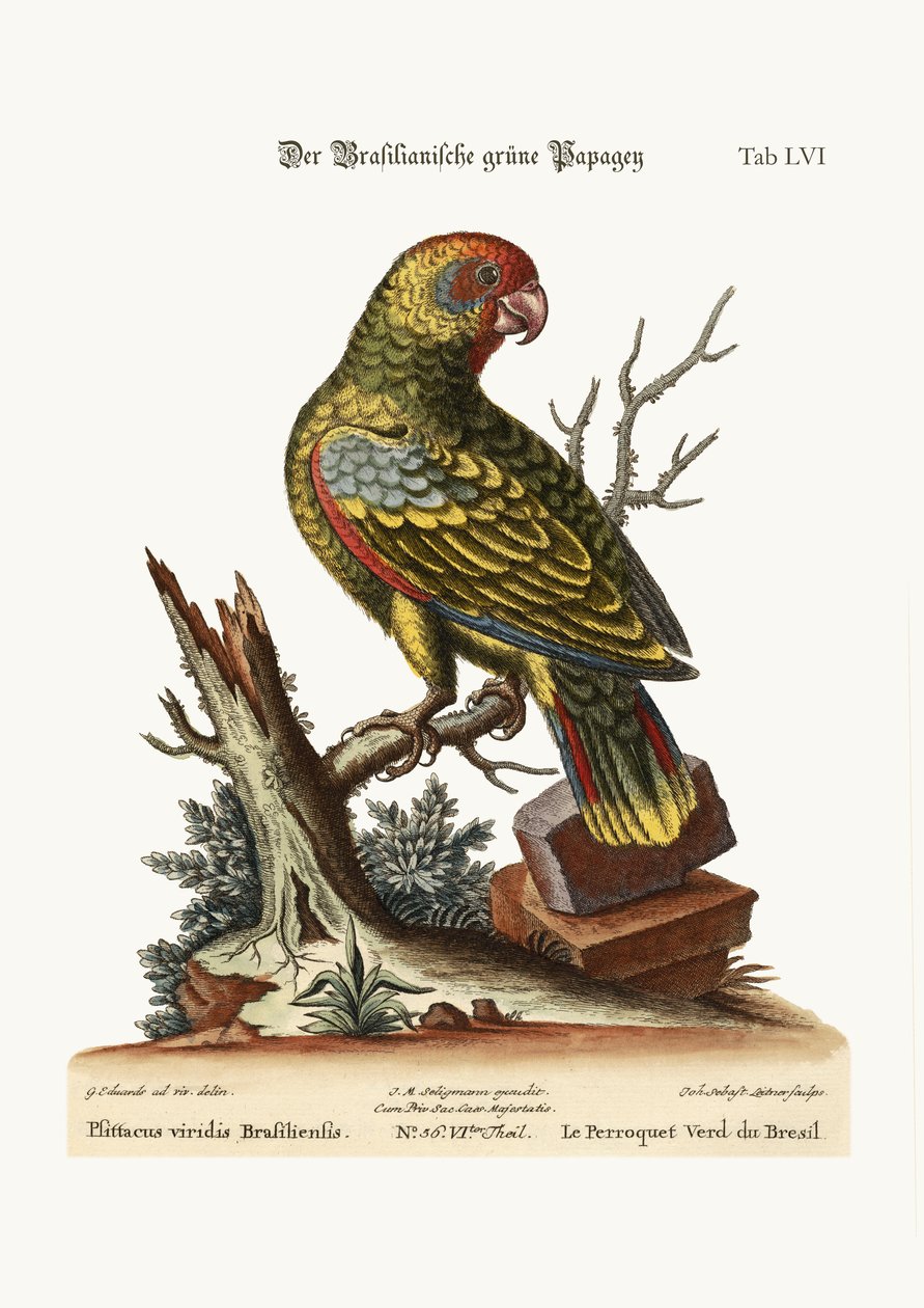 El Loro Verde Brasileño, 1749-73 de George Edwards