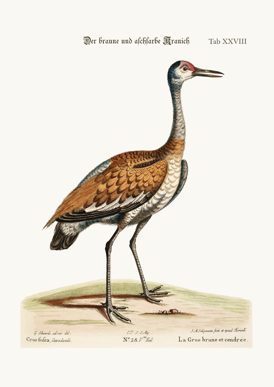 La grulla marrón y ceniza, 1749-73 de George Edwards