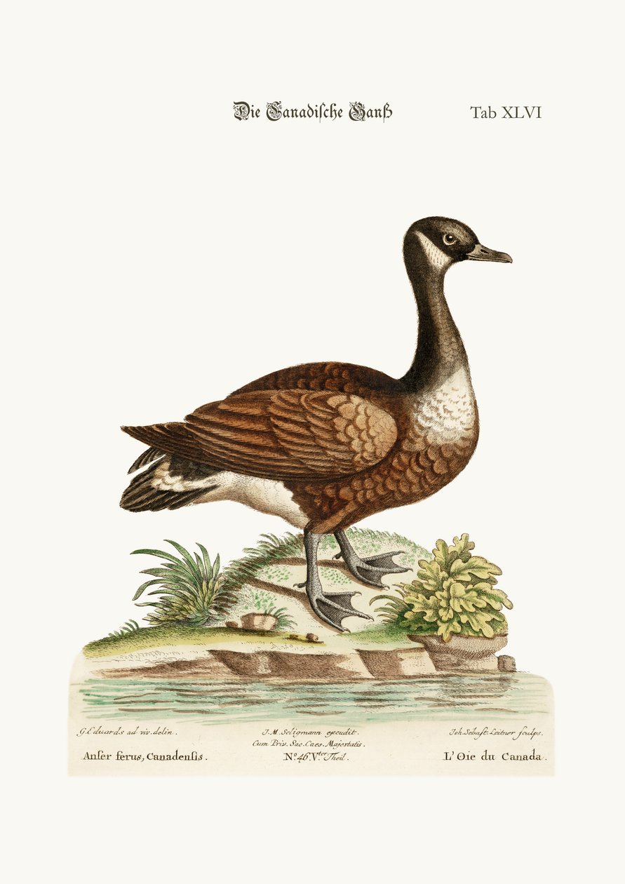 El ganso de Canadá, 1749-73 de George Edwards