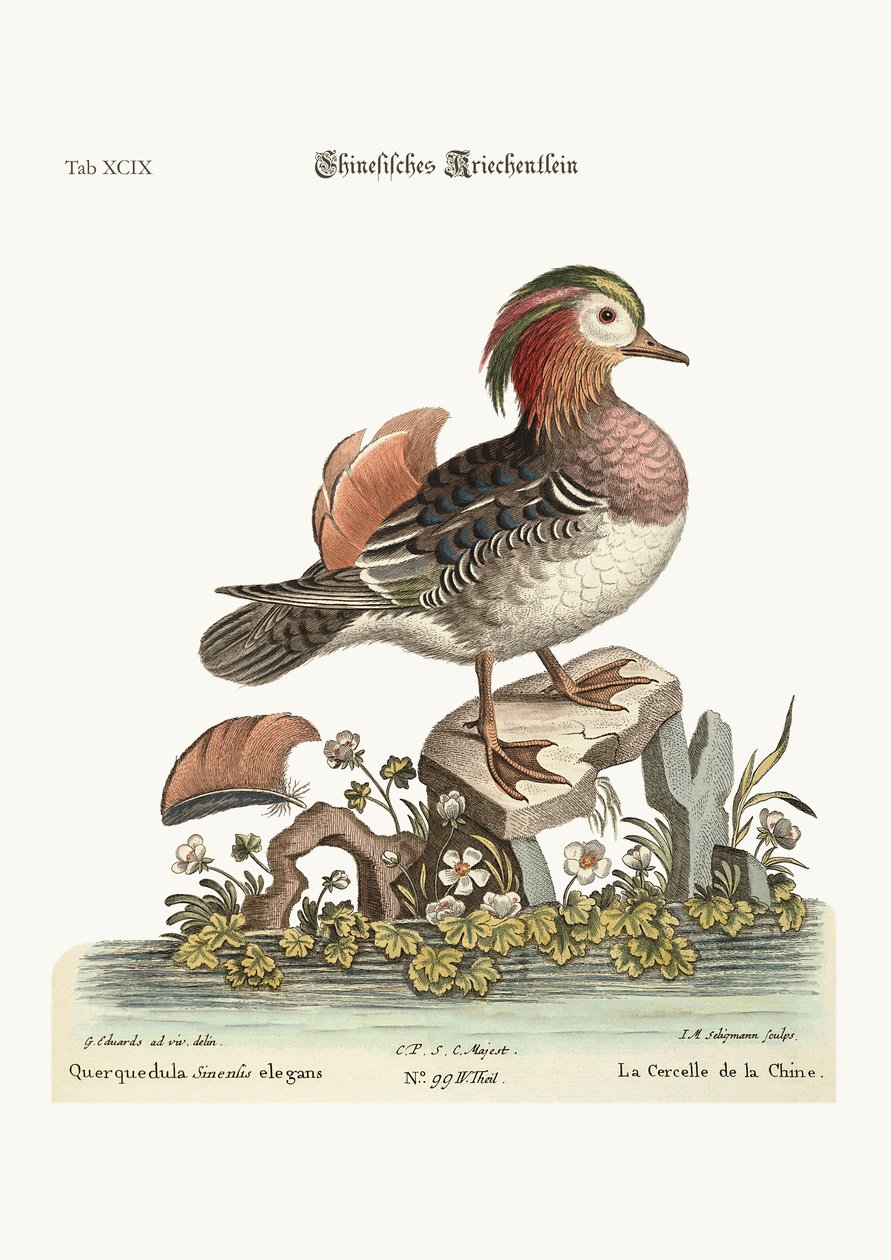 El pato mandarín, 1749-73 de George Edwards