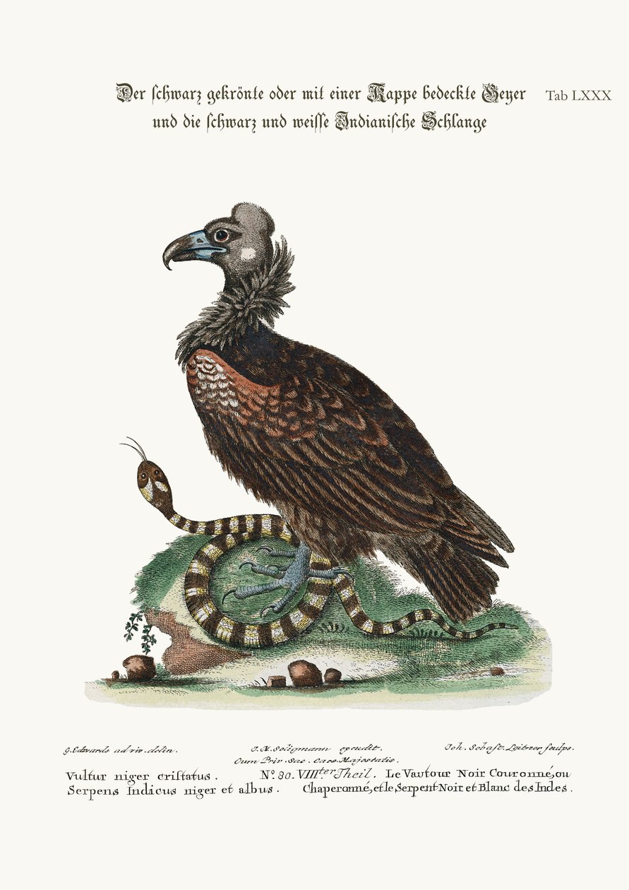 El buitre negro crestado o copetudo, y la serpiente india blanca y negra, 1749-73 de George Edwards