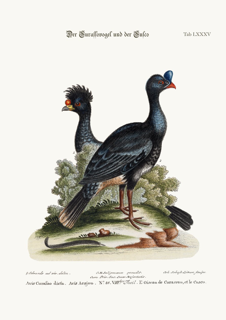 El pájaro Curasso y el pájaro Cushew, 1749-73 de George Edwards