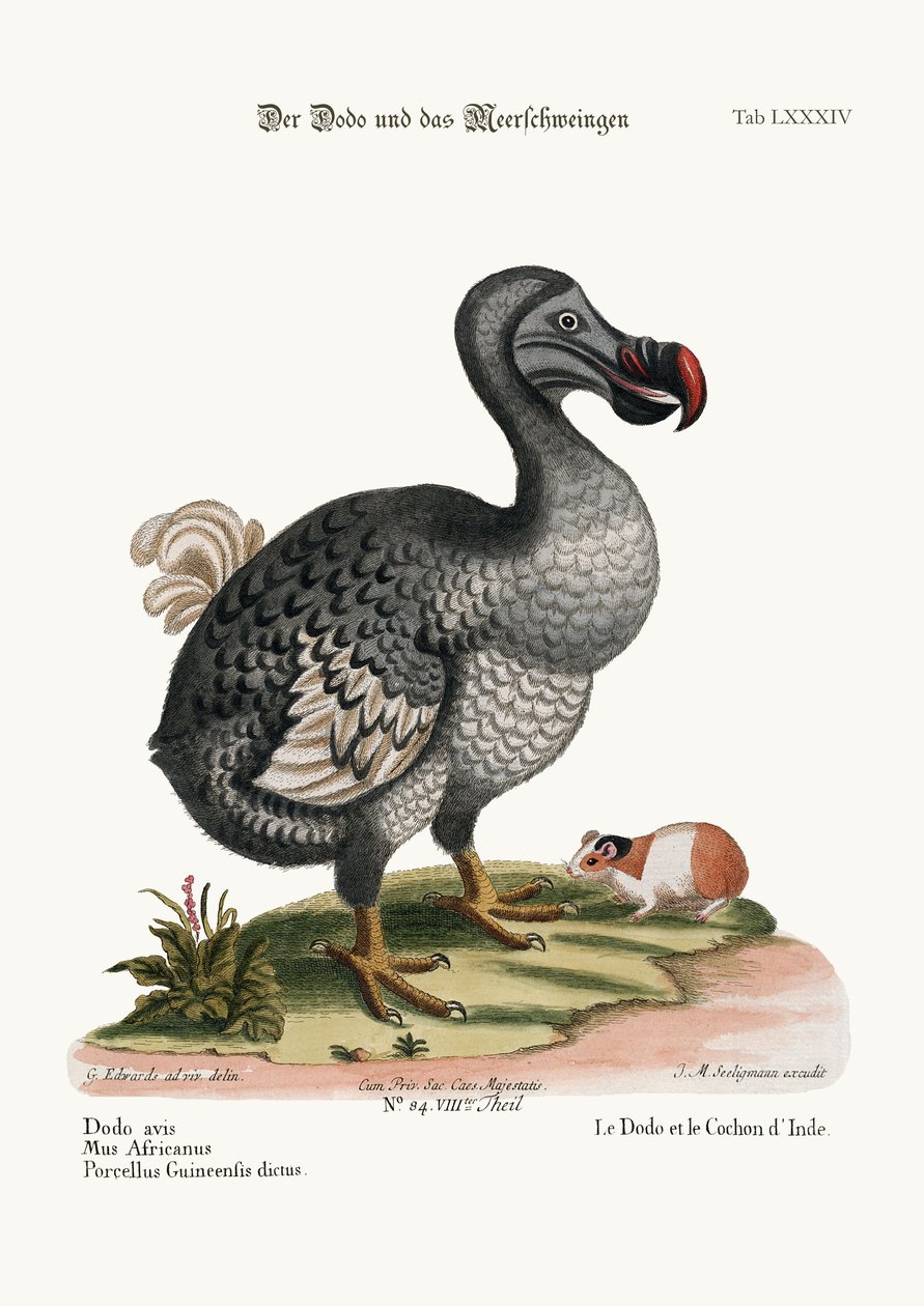 El Dodo y el Conejillo de Indias, 1749-73 de George Edwards