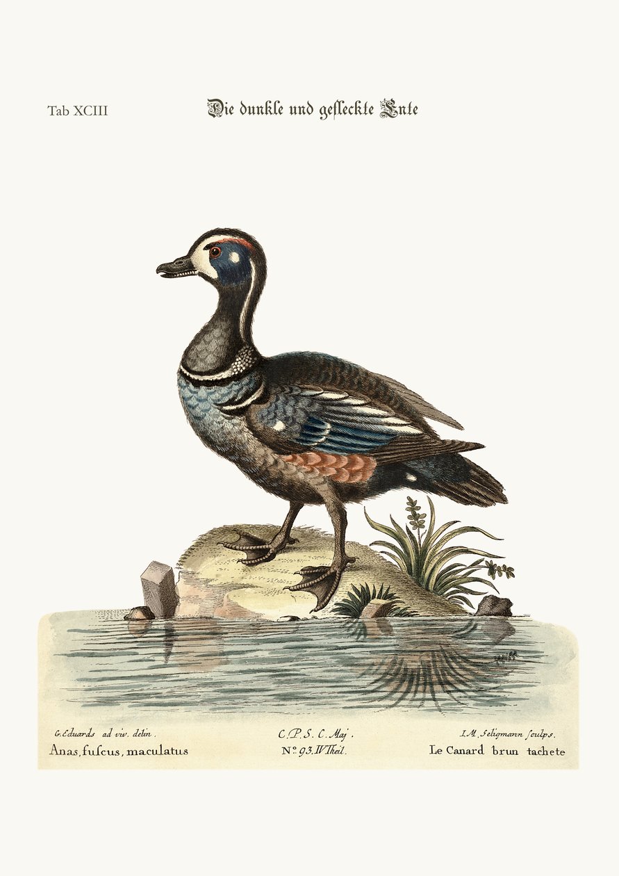 El pato oscuro y moteado, 1749-73 de George Edwards